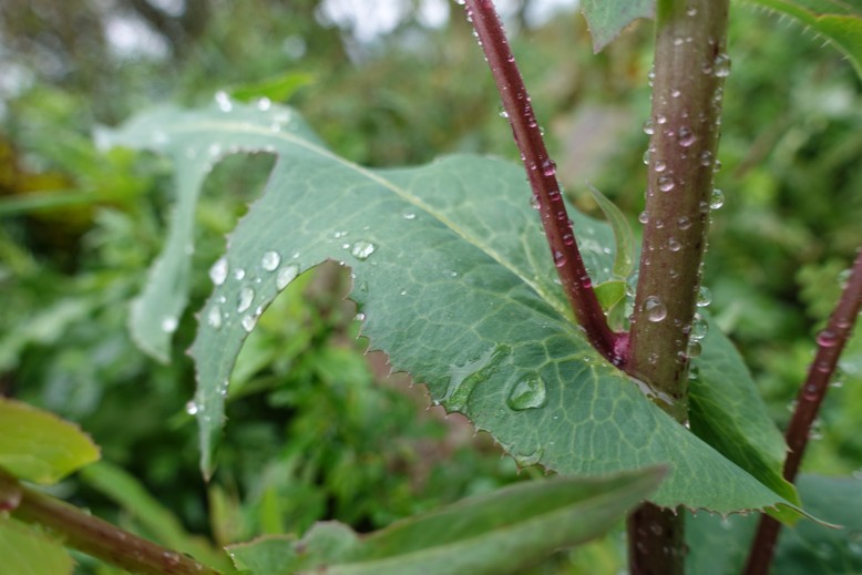 Herbář