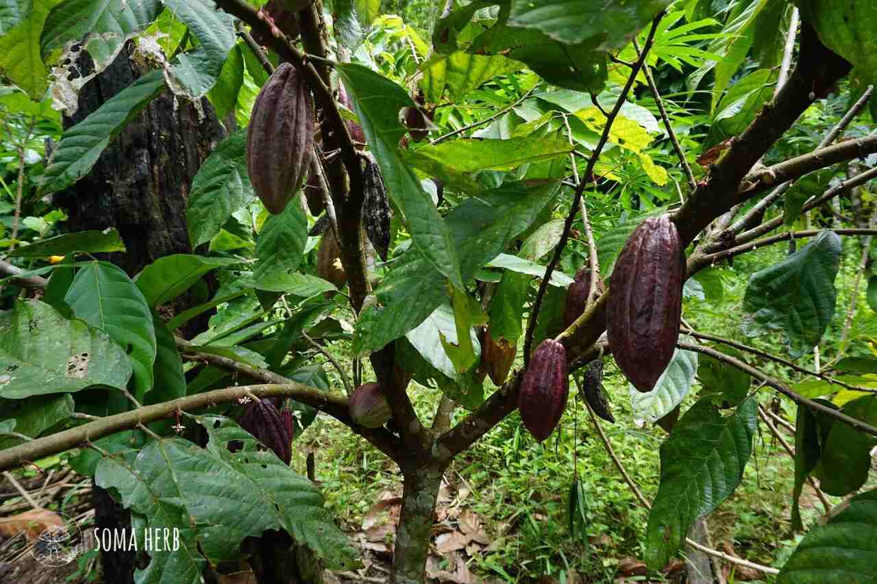 foto - strom kakaa, expedice do Peru 2016 - SOMA-HERB.CZ