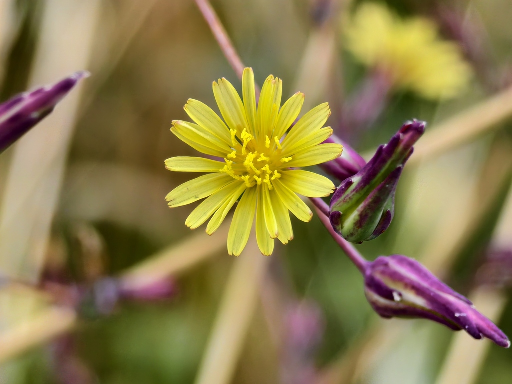 Locika jedovatá (Lactuca virosa) – pryskyřice 100:1 | Wild Lettuce extrakt