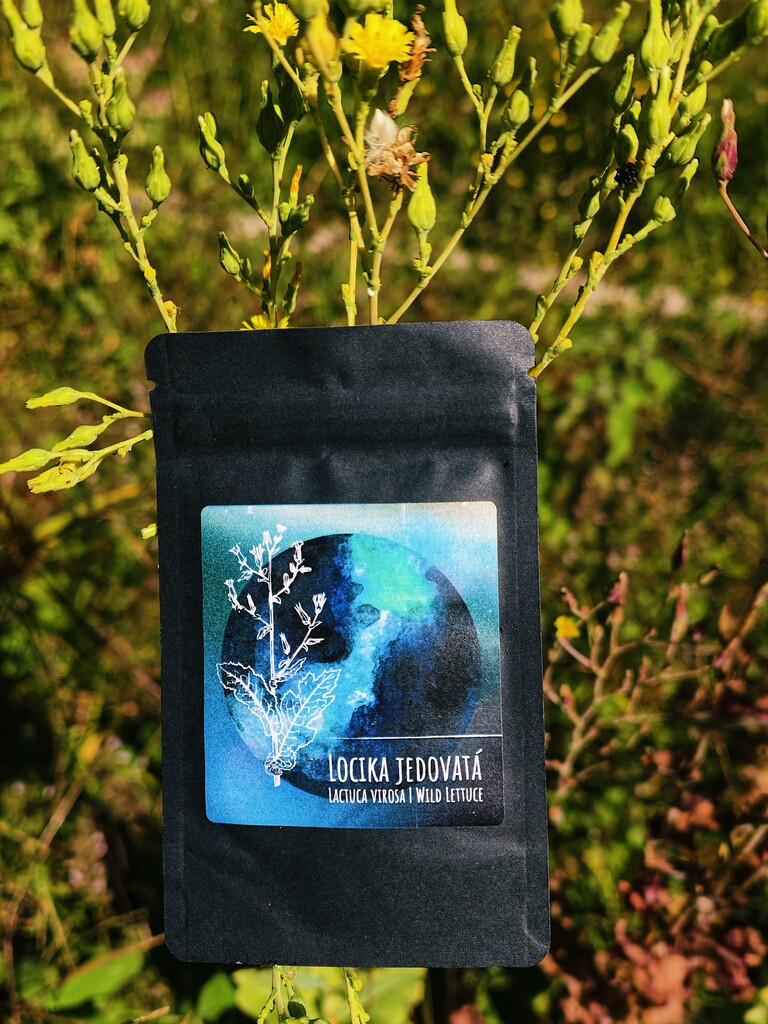 Locika jedovatá (Lactuca virosa) – pryskyřice 100:1 | Wild Lettuce extrakt