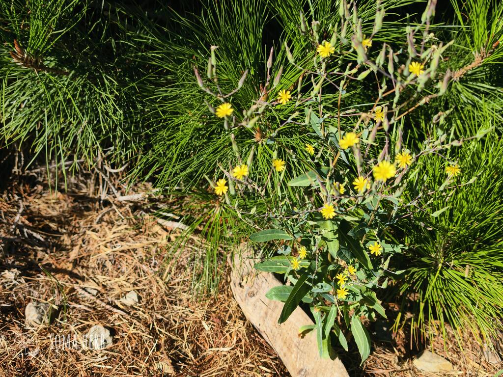 Locika jedovatá (Lactuca virosa) – pryskyřice 100:1 | Wild Lettuce extrakt