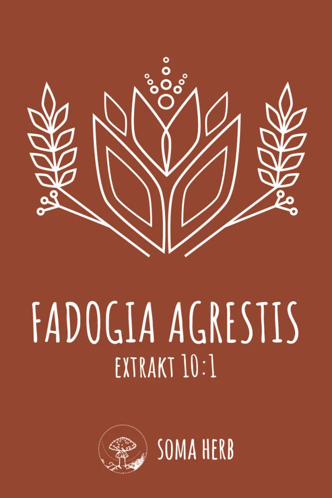 Fadogia agrestis 10:1 extrakt 50 g
