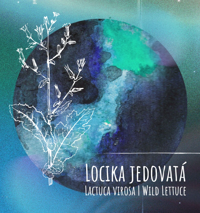 Locika jedovatá (Lactuca virosa) – Wild Lettuce – listy 50 g