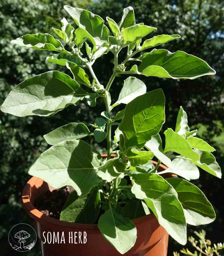 SOMA HERB Ashwagandha prášek - 100 g