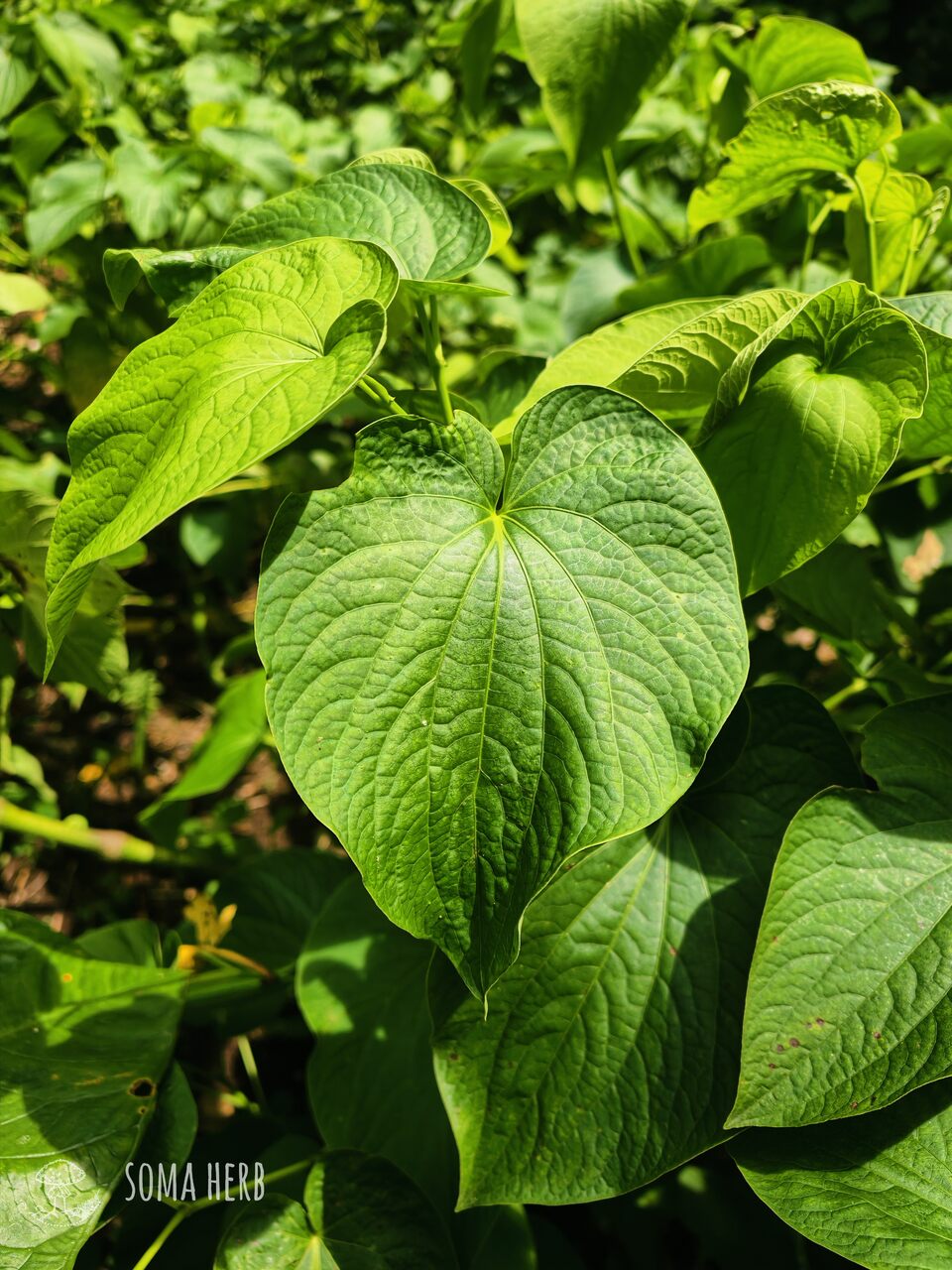 Green Flow – Instant Kava (Vanuatu) 10 g