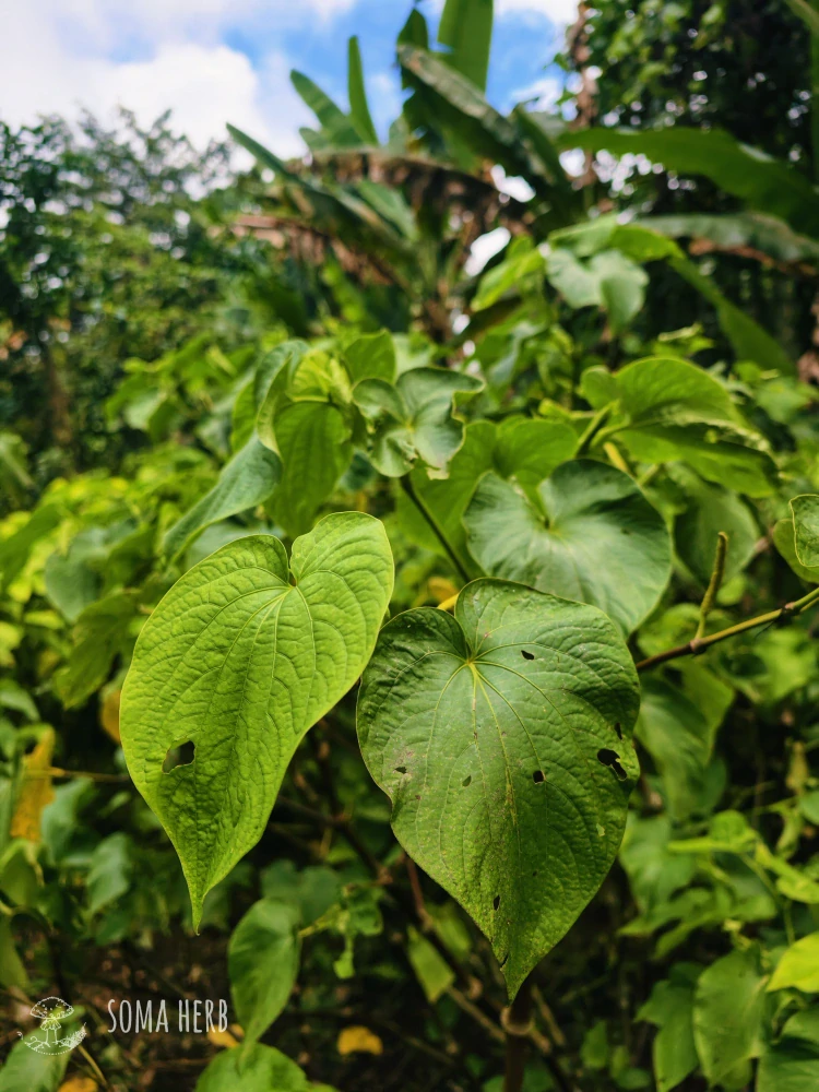 Instantní Kava Bir Kar (Vanuatu) 10 g