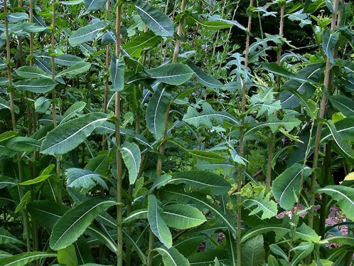 Locika jedovatá (Lactuca virosa) – pryskyřice 100:1