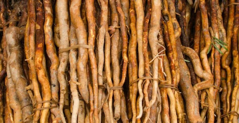 SOMA HERB Tongkat Ali extrakt - 5 % eurycomanonu 25 g