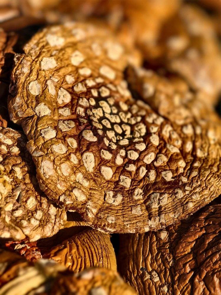 Muchomůrka červená (Amanita muscaria) – prášek