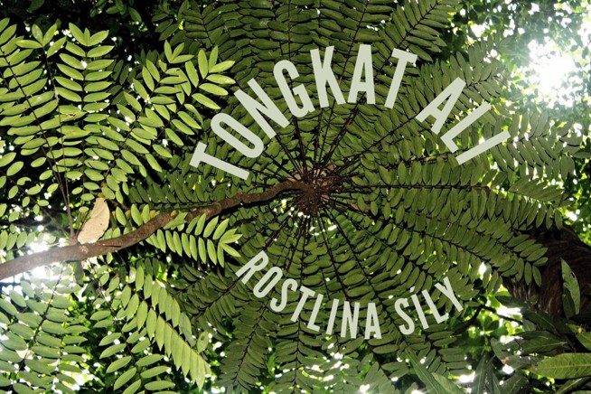 SOMA HERB Tongkat Ali extrakt - 10% eurycomanonu 10g