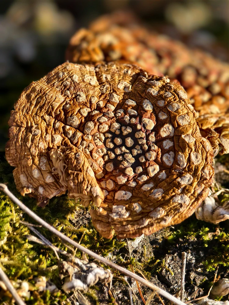 Muchomůrka červená (Amanita muscaria) – prášek