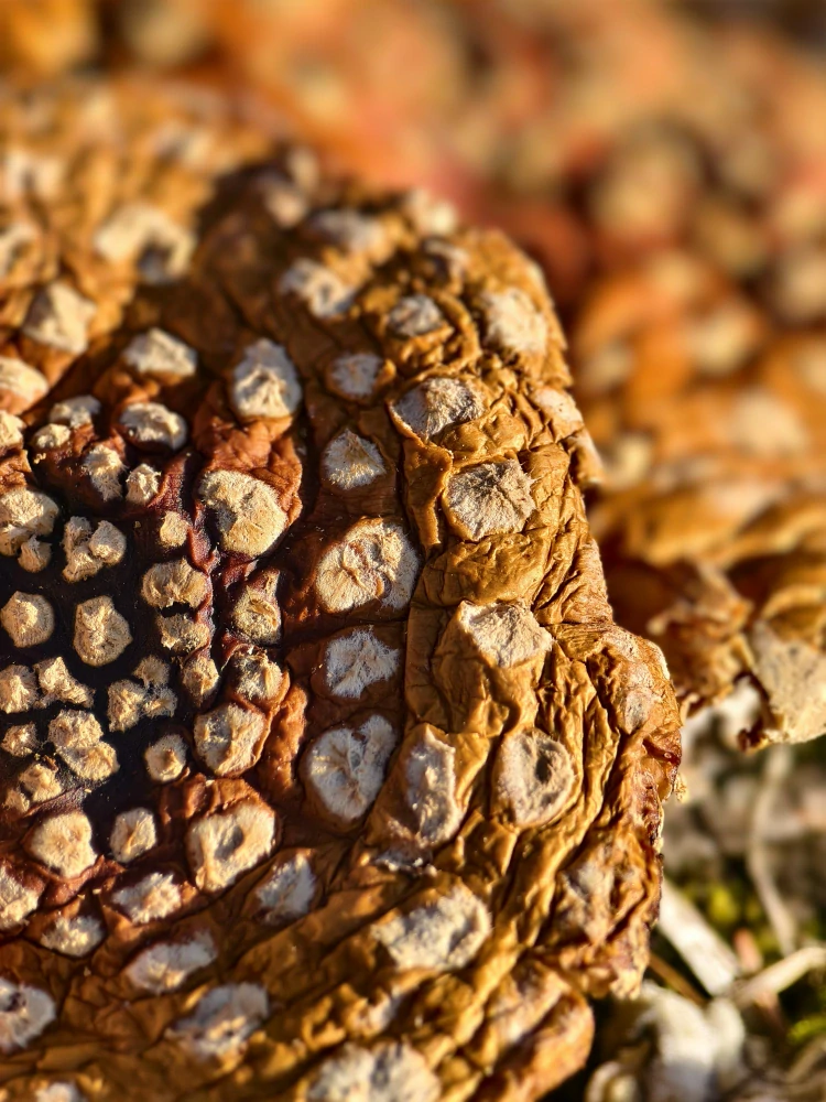 Muchomůrka červená (Amanita muscaria) – prášek