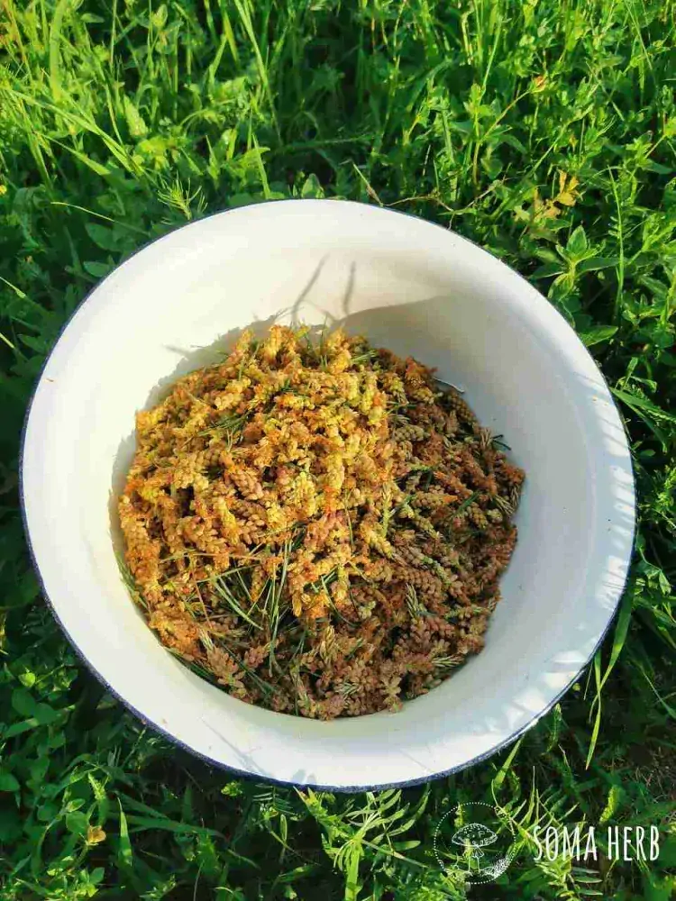 Borovicový pyl + kořen kopřivy – sběratelská tinktura, 50 ml