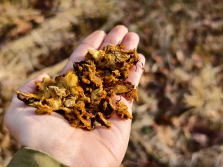 Křídlatka japonská kořen 50 g